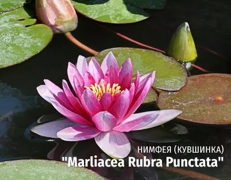 Marliacea Rubra Punctata